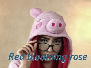 Red_blooming_rose